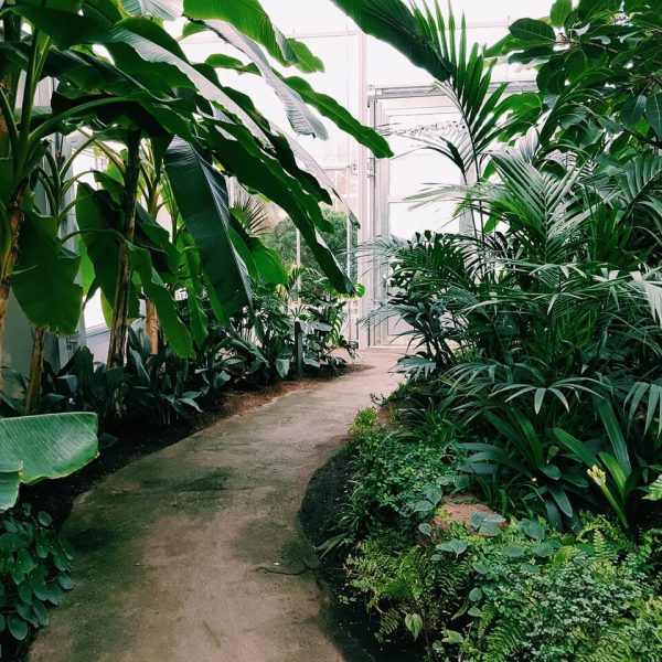 photography-of-pathway-surrounded-by-plants.jpg